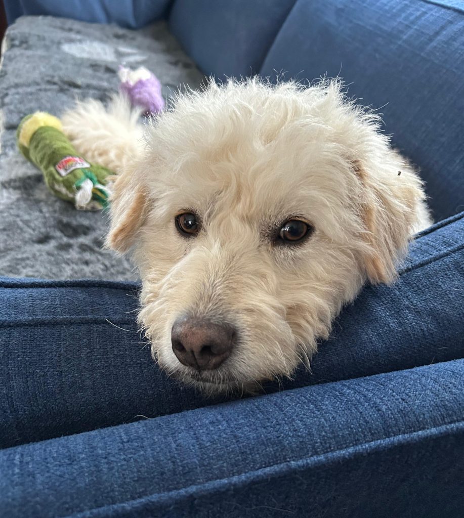 Bella (25-065)