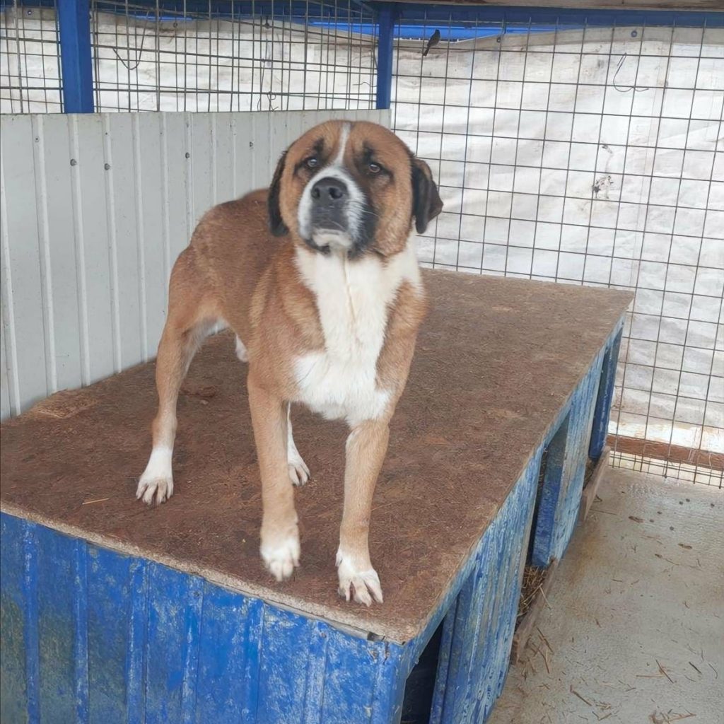 Sir Gilbert (25-401)