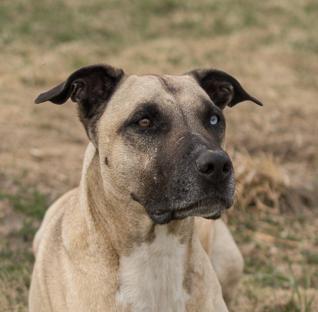 Jack (26-063)