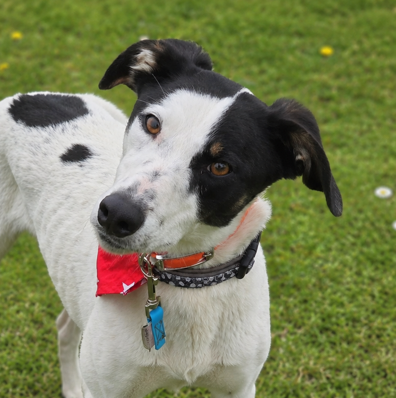Gromit (26-216)