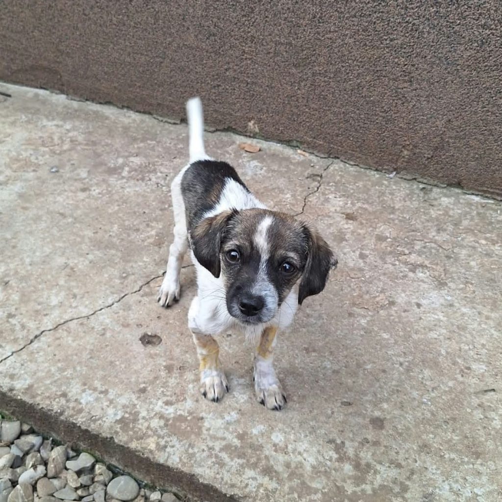 Rio (26-428)